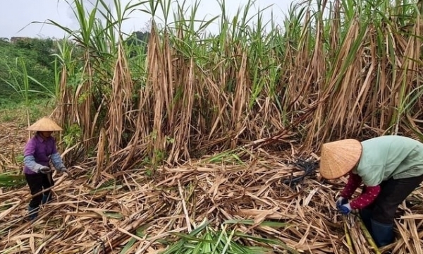Recover position for sugarcane: Pull farmers back to raw material areas